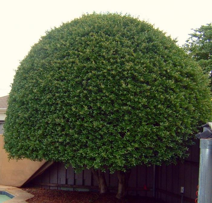 Dekorativer Baum für Ihren Garten