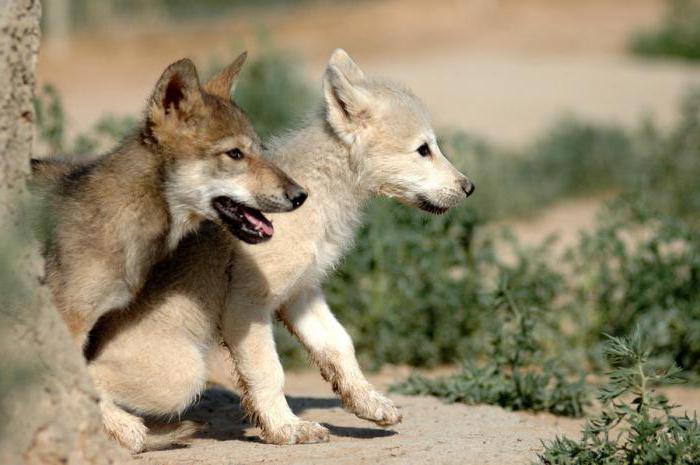 Arten und Unterarten von Wölfen. Tundra Wolf: Beschreibung, Eigenschaften und Lebensraum